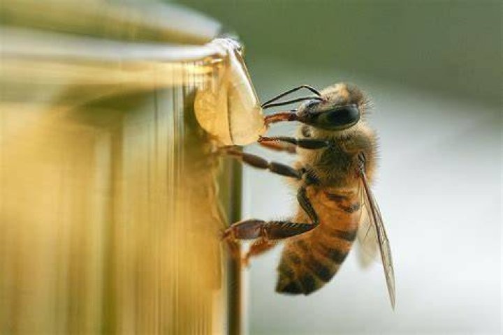 Are honey bees aggressive?