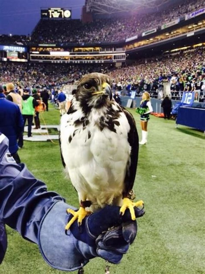 Are Seahawks a real bird?