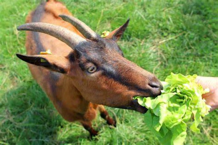 Can goats eat pickles?