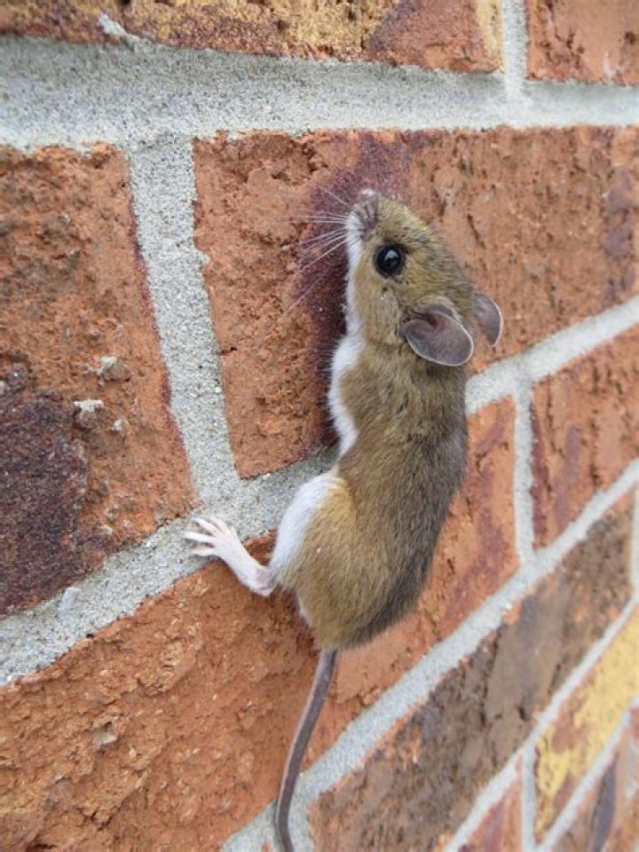 Can mice climb up toilets?