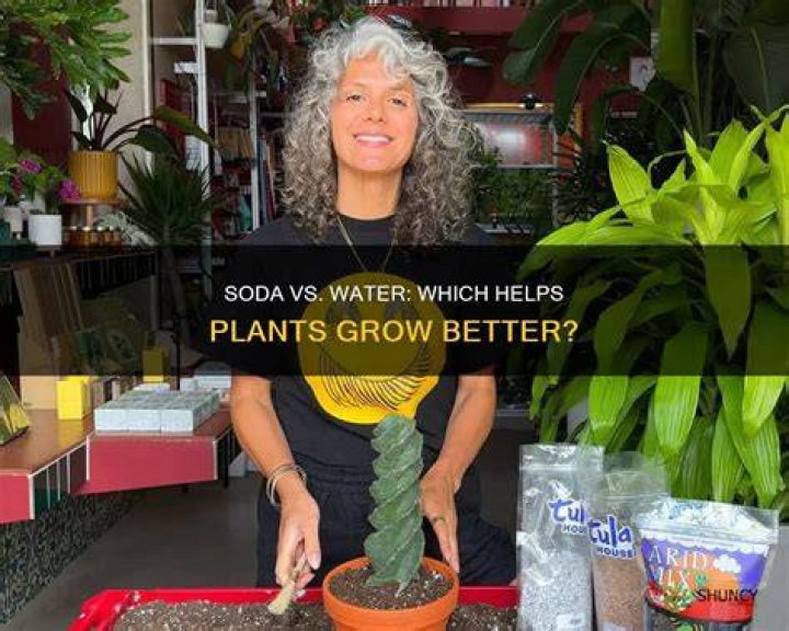 Do plants grow better in oxygenated water?