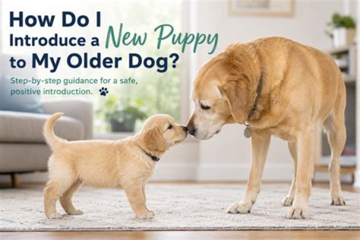 How do you introduce a puppy to older dogs?