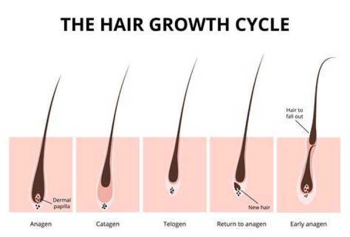 How many new hair grows a day?