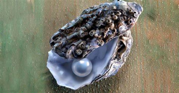 How often do oysters have 2 pearls?