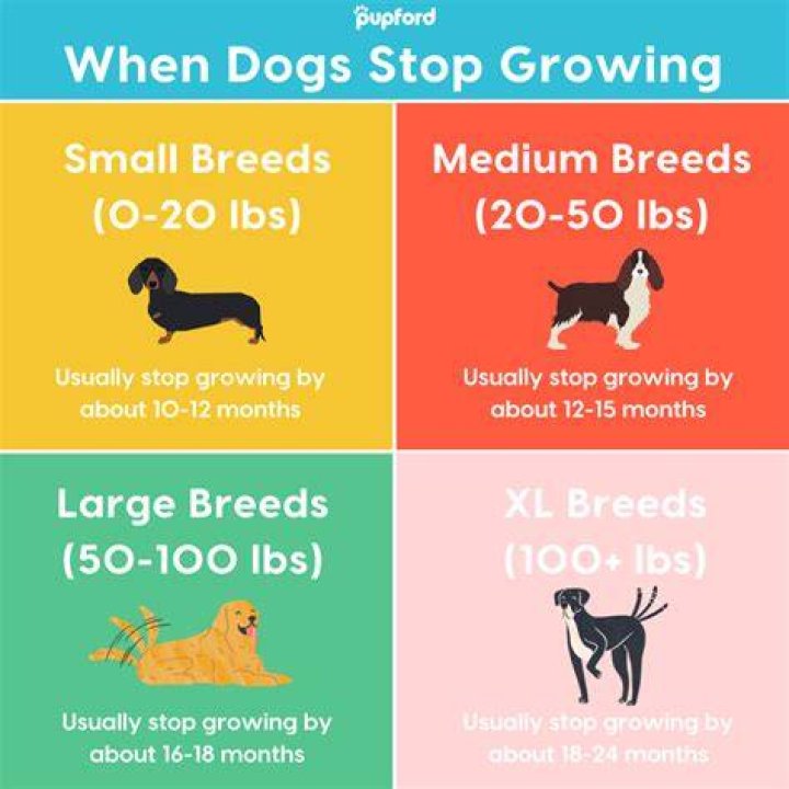 What age do most dogs calm down?