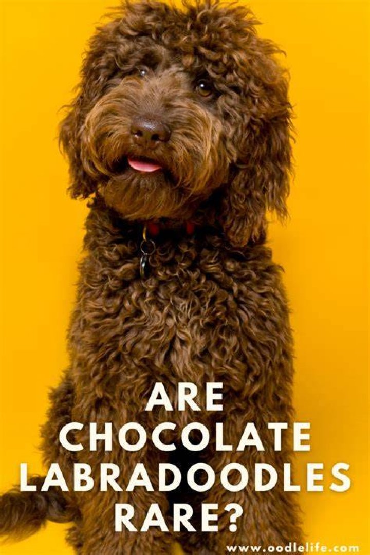 What age does a Labradoodle coat change?