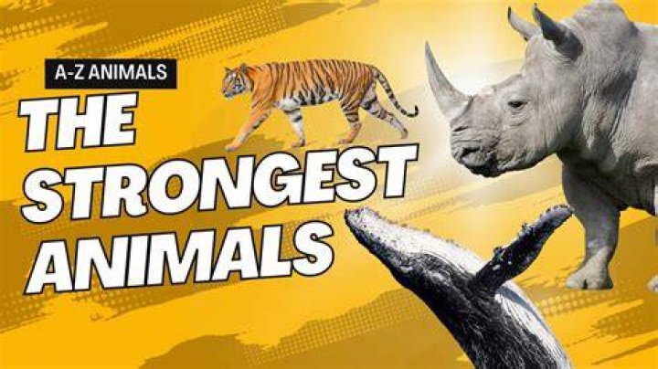 What animal has the strongest healing factor?