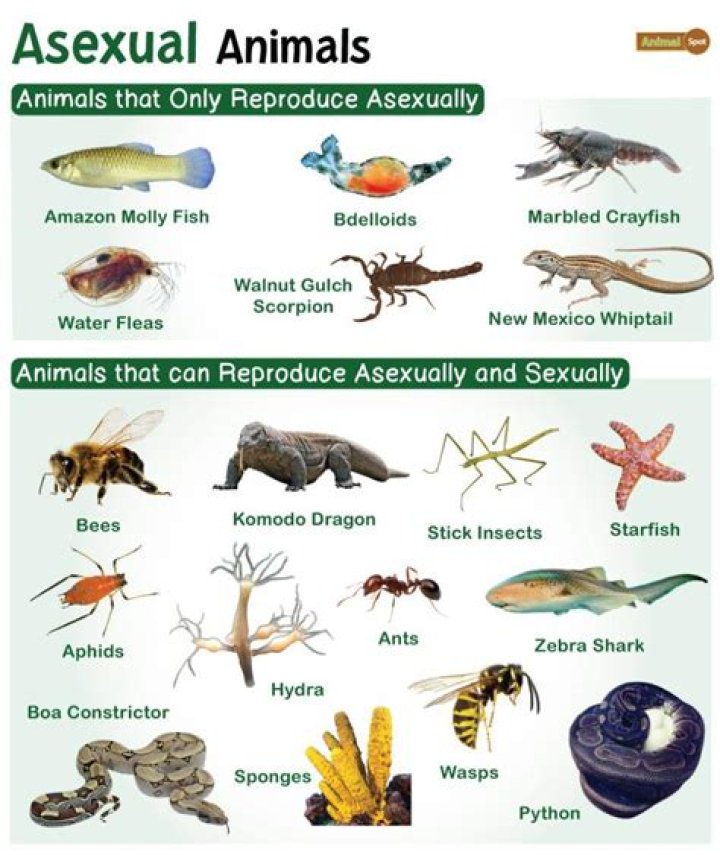 What animal is asexual?
