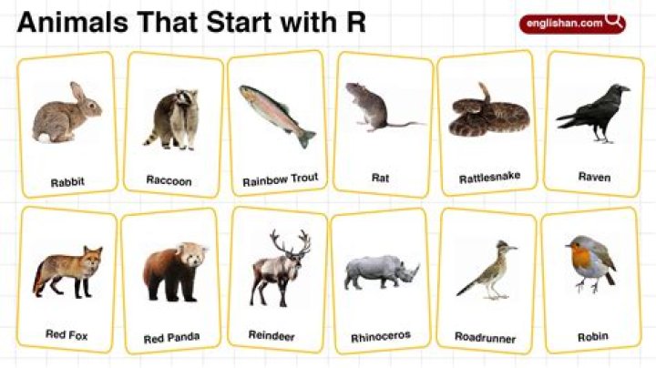 What animals name starts with R?