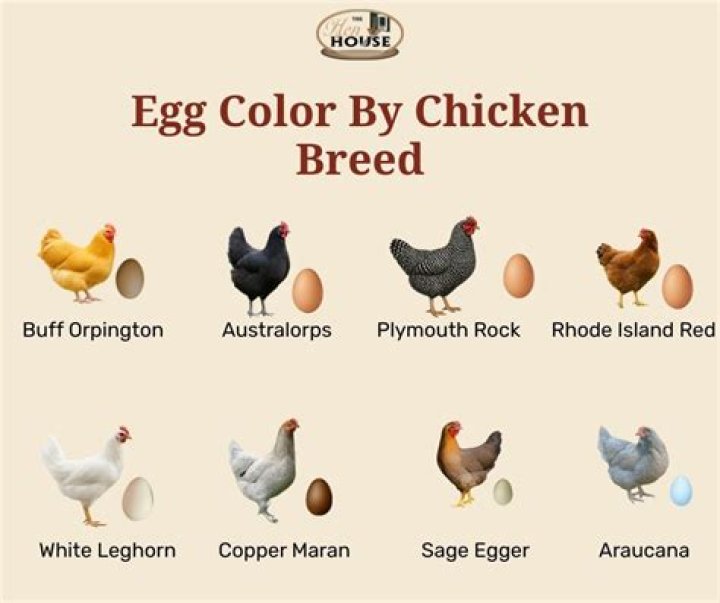 What color is best for chicken?