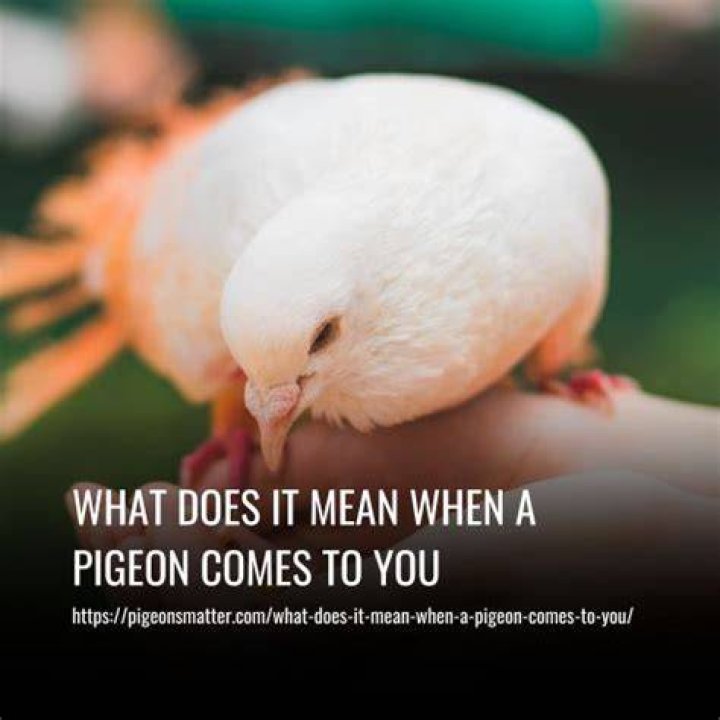 What does it mean when a rooster comes to your house?