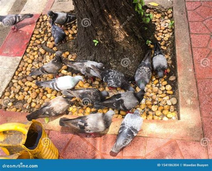 What happens if a pigeon eats rice?