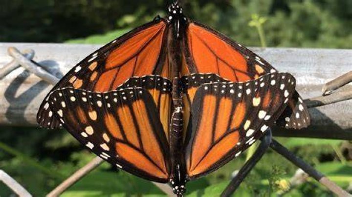 What happens to butterflies after they mate?