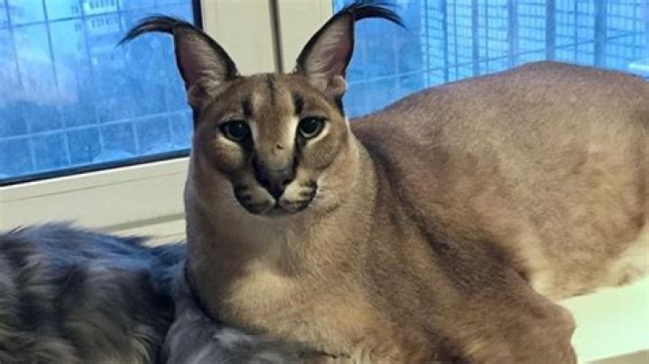 What type of cat is Floppa?