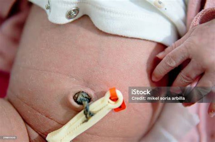 What week does the baby start eating from umbilical cord?