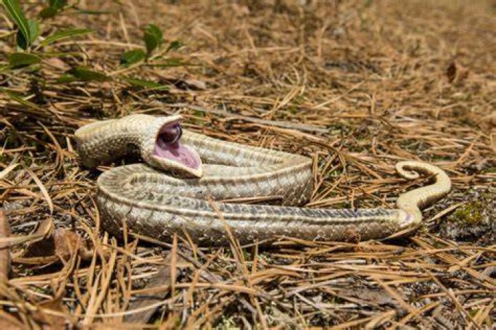 Why can't Navajos look at snakes?