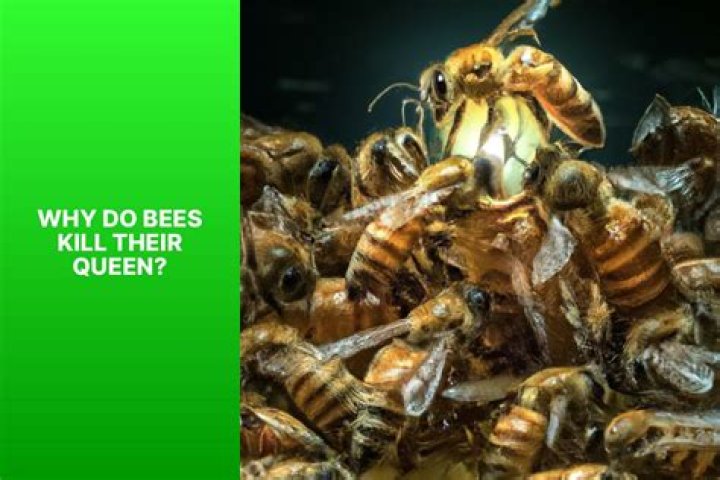 Why do bees ball a queen?