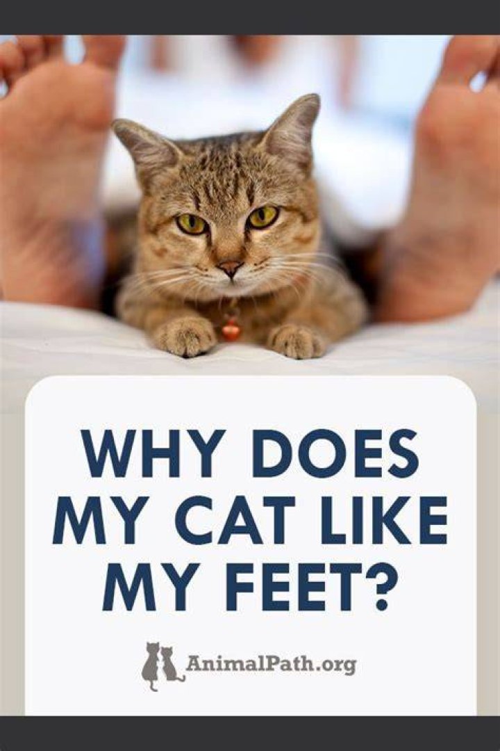 Why does my cat like my feet?