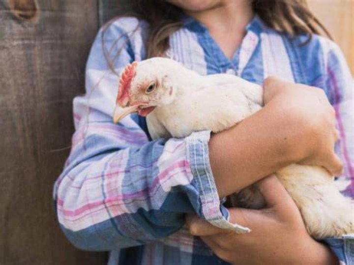 Why does my chicken peck my clothes?