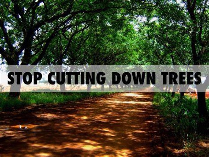 Why should we not cut down trees in the forest?
